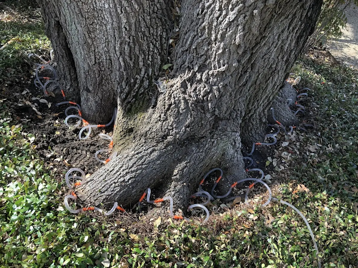 Detailed Tree Cabling and Bracing job site in East Bloomfield