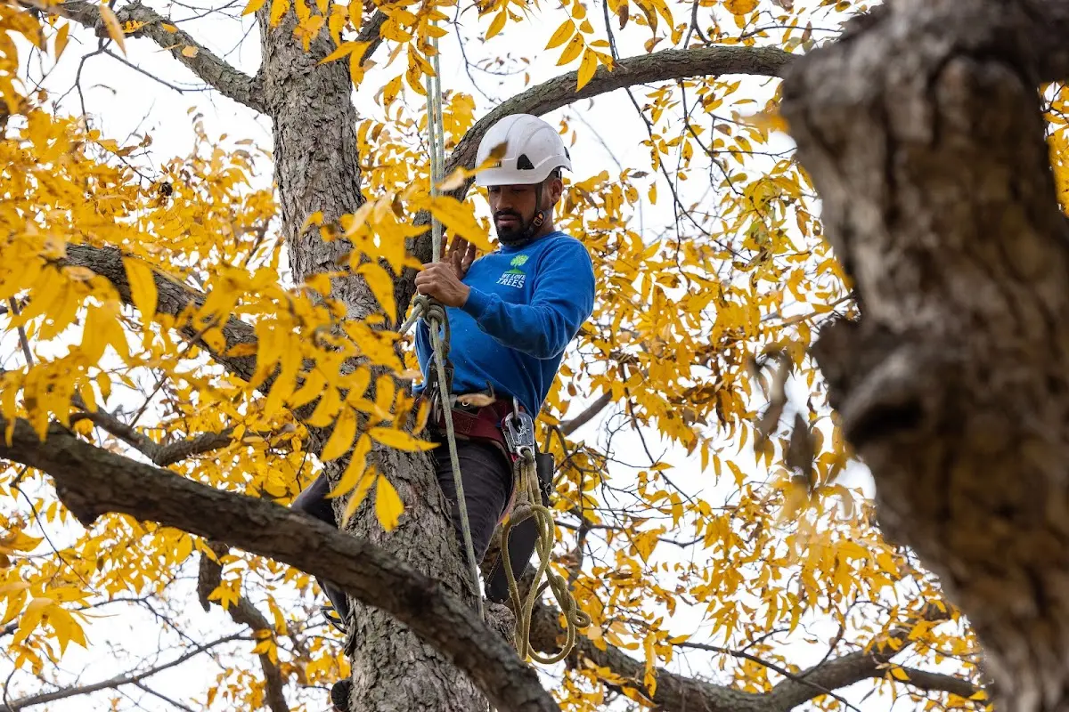 Skilled Tree Pruning crew working in East Bloomfield